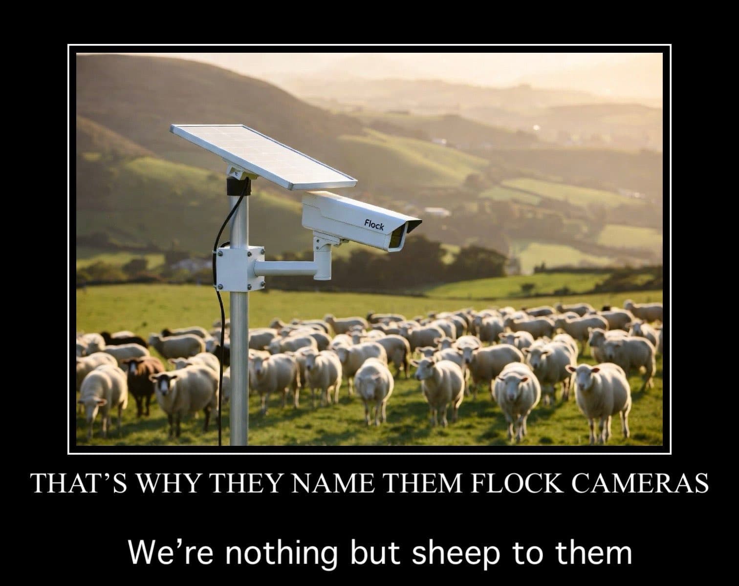Sheep To Them